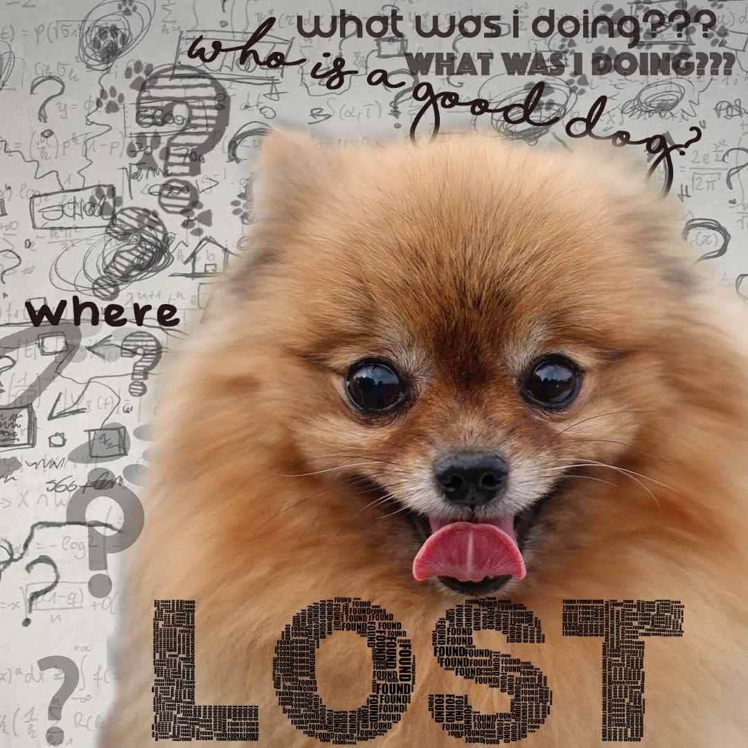 The Blissful Dog Pomeranian Age Well Spray Aromatherapy - görsel 5