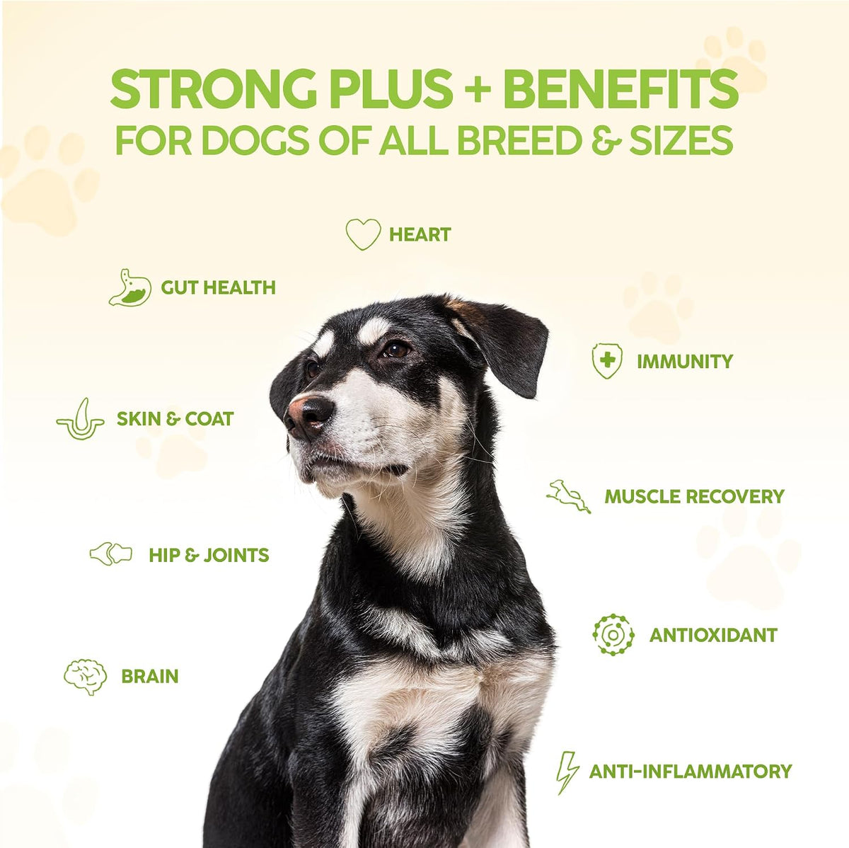 King Kanine Strong Plus Probiotic, Protein & Joints - Organic Powder for Dogs (170 g) - görsel 4
