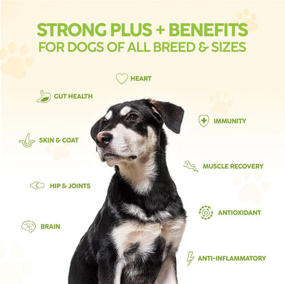 King Kanine Strong Plus Probiotic, Protein & Joints - Organic Powder for Dogs (170 g)