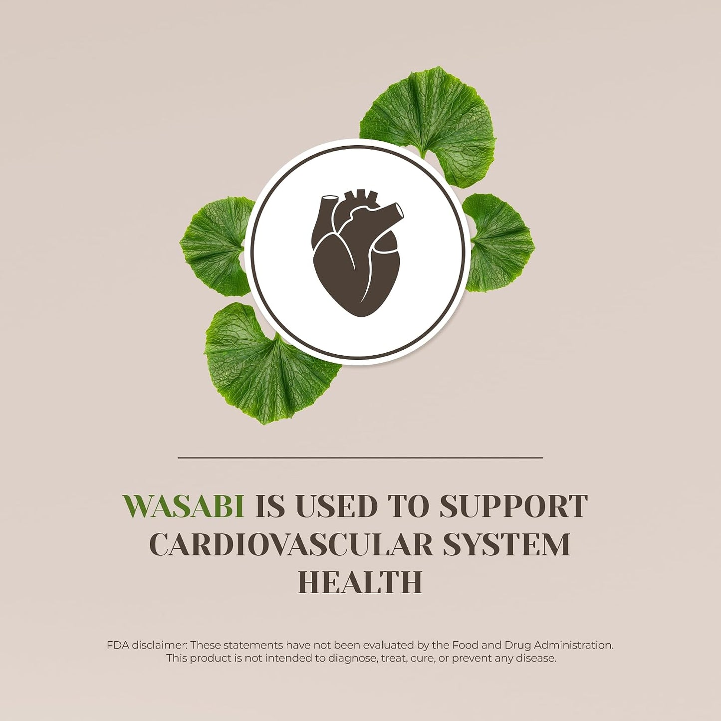 Wasabi Alcohol-Free Natural Tincture Extract, Herbal Supplement, Liquid Drops Made from 100% Wasabi (Eutrema japonicum) Dried Root (60 ml) - görsel 4