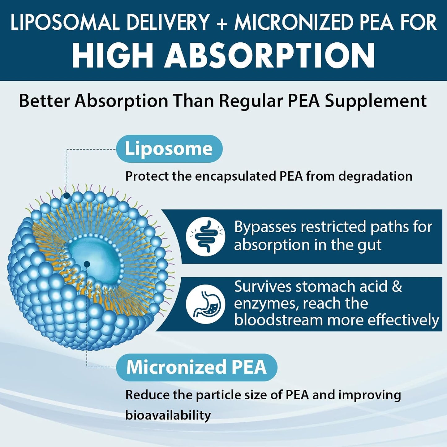 Ulmubra Liposomal Palmitoylethanolamide 1300 mg Plus Luteolin 100 mg - 60 Softgels - görsel 3