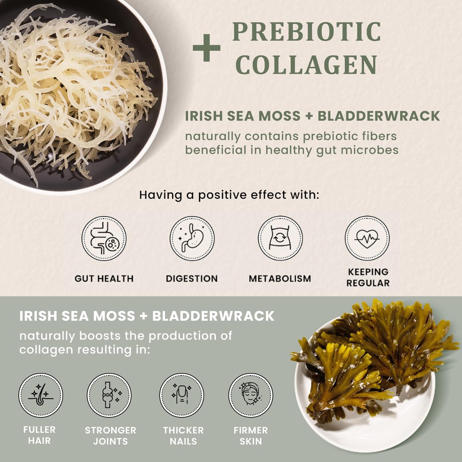 HAPPY FOX Irish Sea Moss Capsules with Burdock Root & Bladderwrack - Alternative to Seamoss Gummies or Powder, 90 Vegan Capsules, Made in the USA - görsel 5