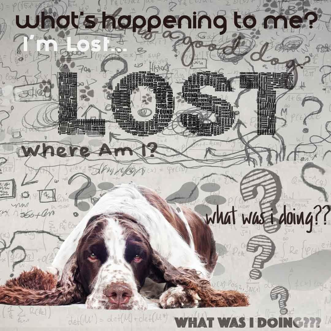 The Blissful Dog Springer Spaniel Age Well Aromatherapy Spray - görsel 5
