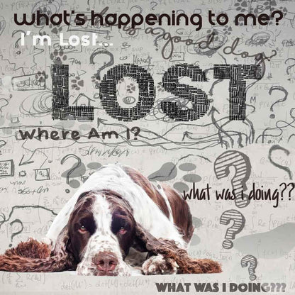 The Blissful Dog Springer Spaniel Age Well Aromatherapy Spray