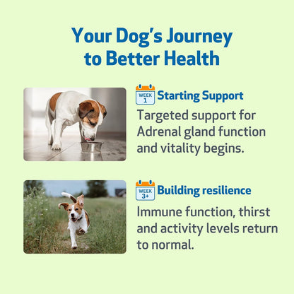 Pet Wellbeing Adrenal Harmony Gold for Dogs - Supports Adrenal Function & Normal Cortisol Levels with Ashwagandha & Bacopa - Vet-Formulated & Quality Assured - 60 ml Liquid Formula