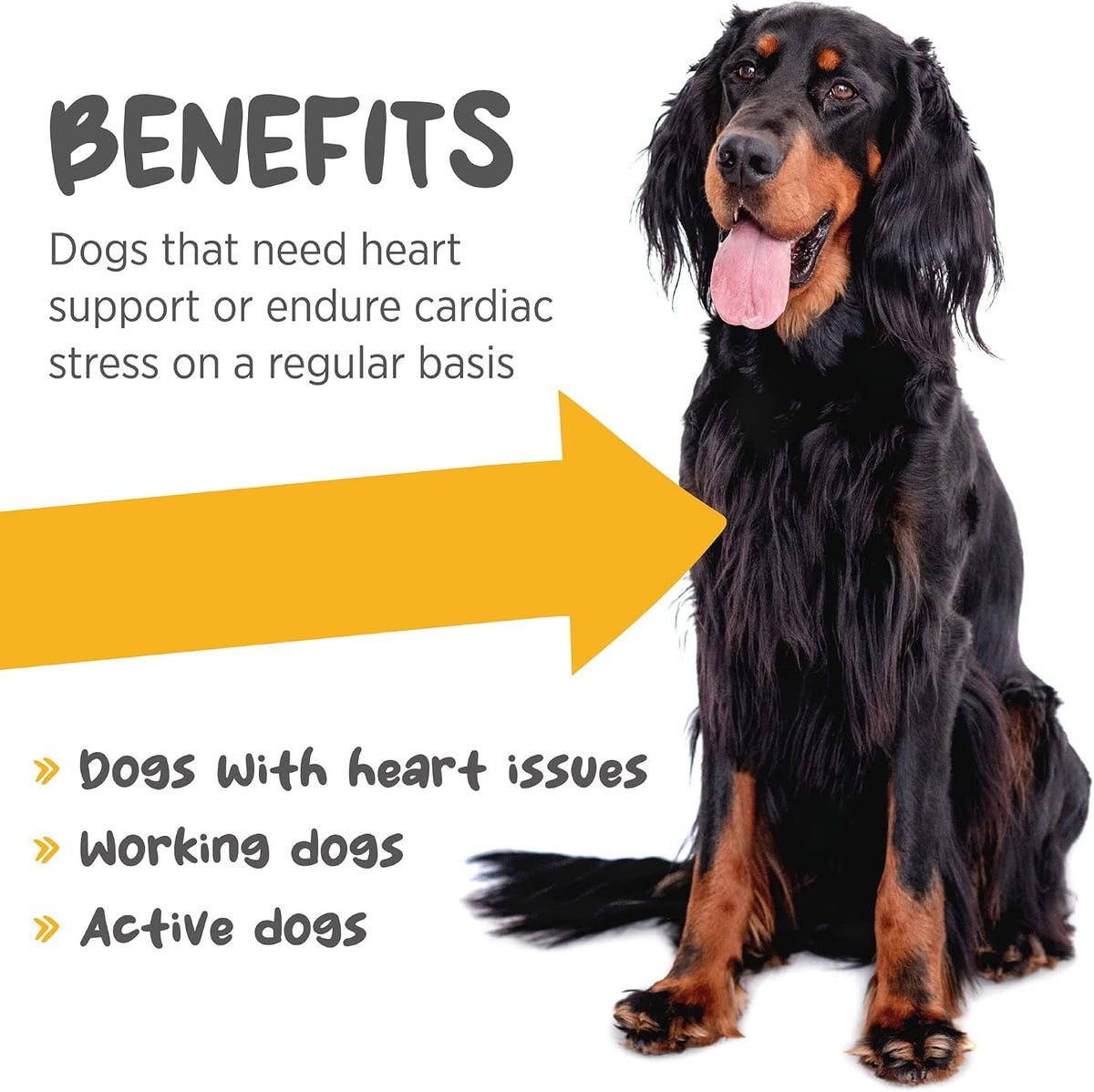 maxxicardio Heart Support for Dogs (Small Size) – Taurine + L-Carnitine + Hawthorn + Ginkgo – Helps Support Circulation, Energy & Stamina – Easy Mix Powder – Made in USA – 90g - görsel 2