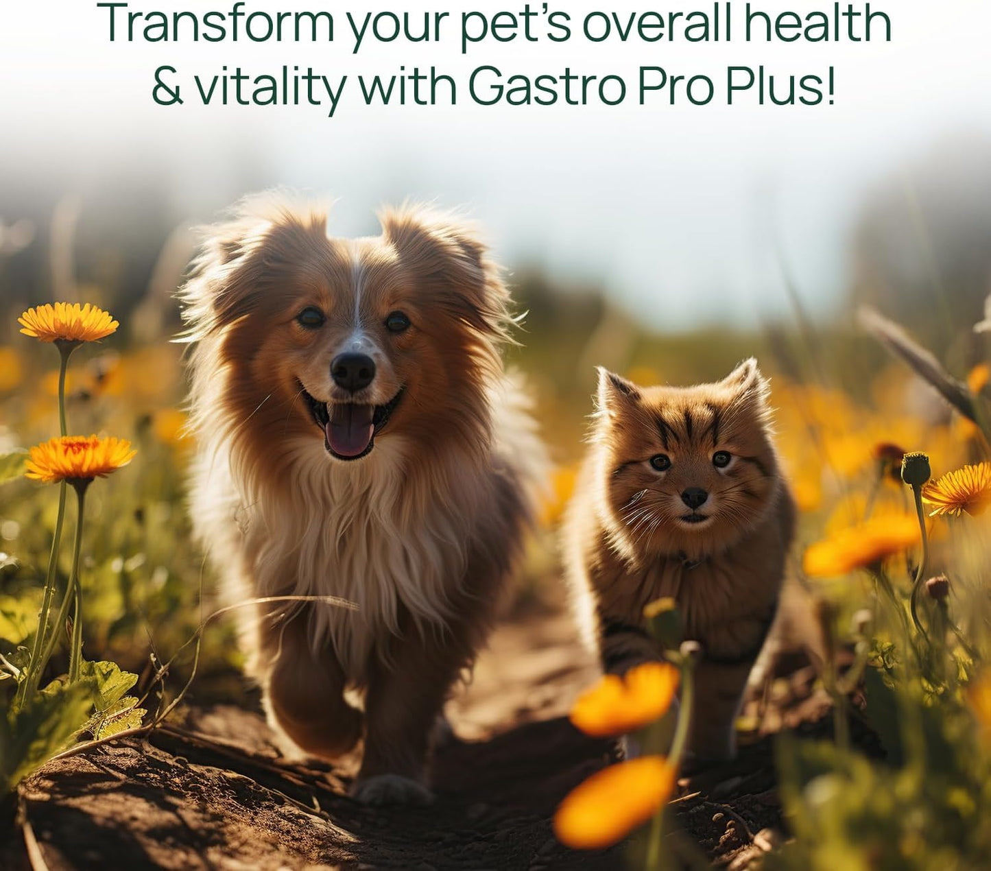 pawTree Gastro Pro Plus® for Dogs and Cats - Probiotics, Prebiotics and Digestive Enzymes - for Sensitive Stomach, Digestive Issues, Loose Stool, and Bad Gas (60 ct) - görsel 4