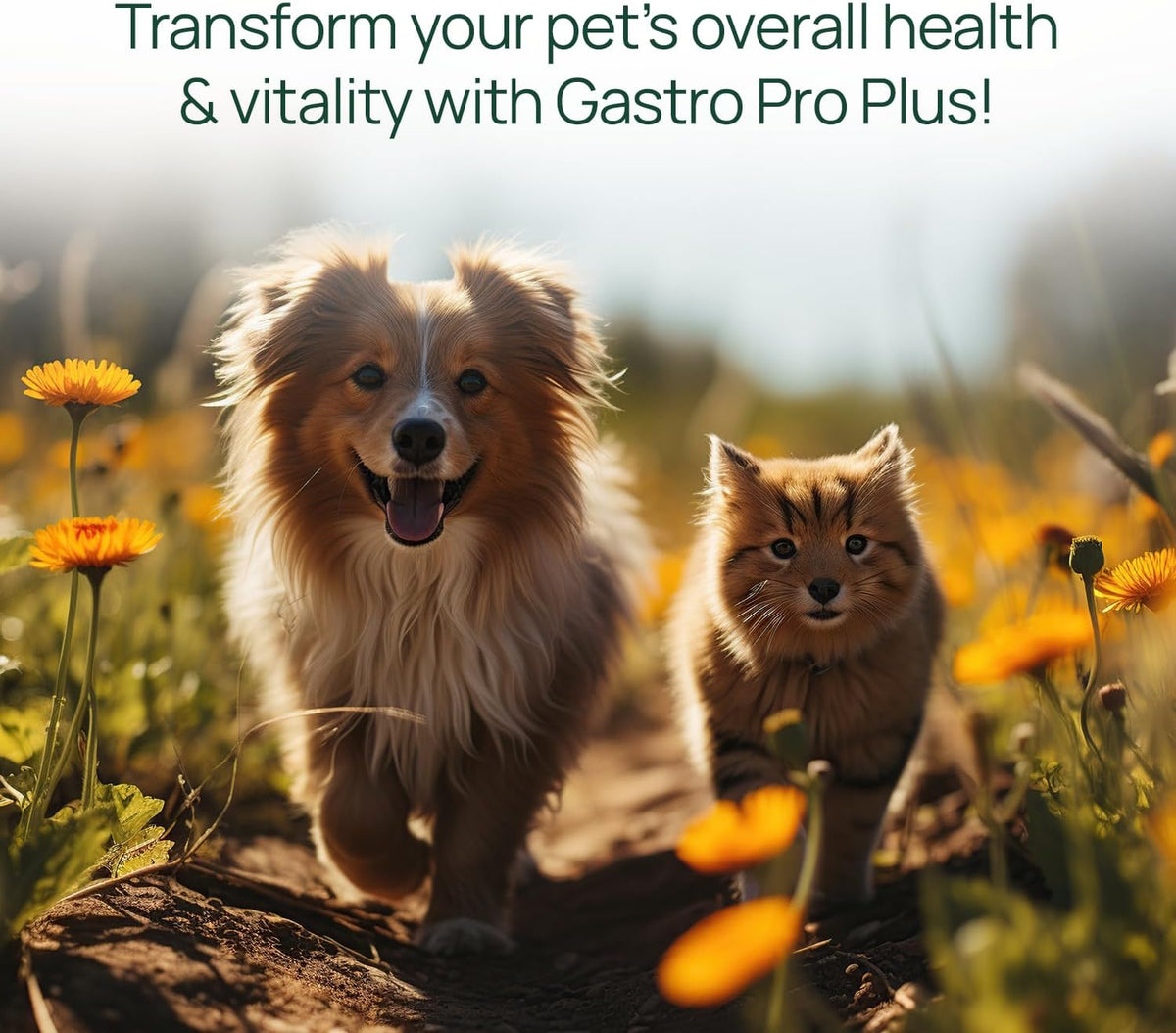 pawTree Gastro Pro Plus® for Dogs and Cats - Probiotics, Prebiotics and Digestive Enzymes - for Sensitive Stomach, Digestive Issues, Loose Stool, and Bad Gas (60 ct) - görsel 4