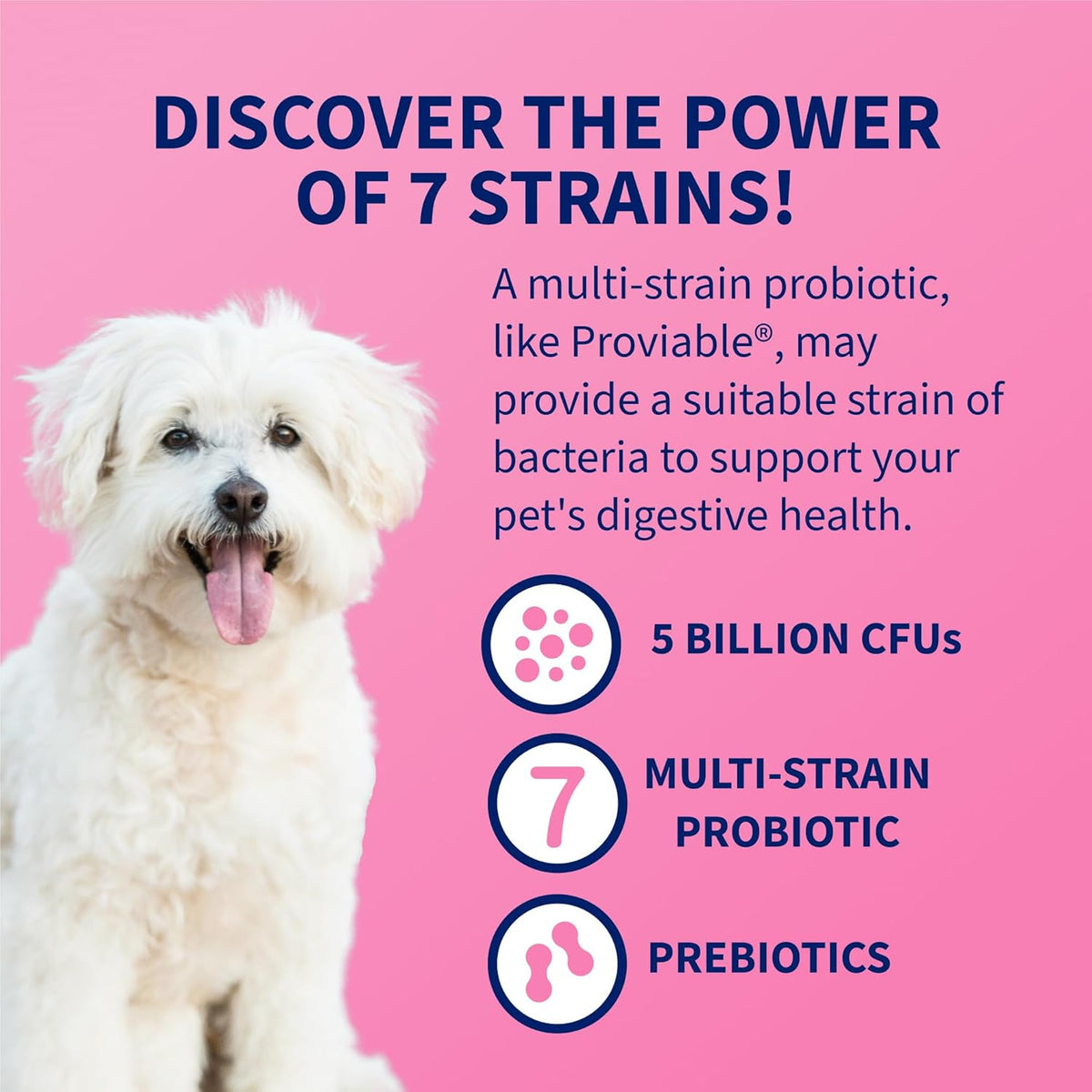 Nutramax Proviable Probiotics for Dogs and Cats – Daily Digestive Health Supplement, 30 Capsules - görsel 5