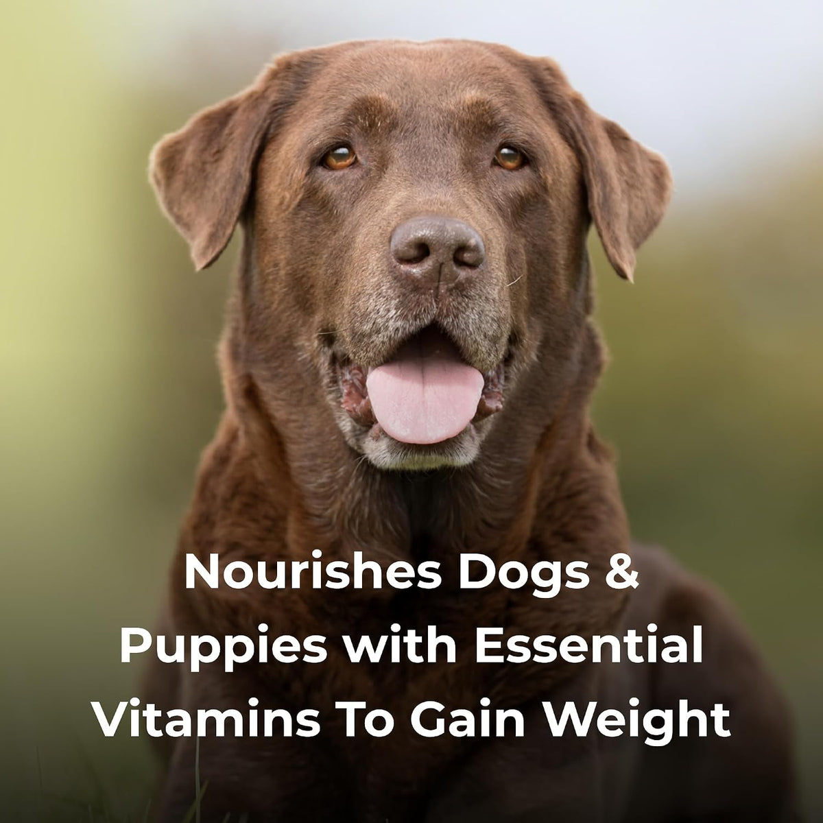 PetAg Dyne High Calorie Liquid Nutritional Supplement for Dogs & Puppies (8 Weeks+) - 16 oz, Sweet Vanilla Flavour - görsel 6