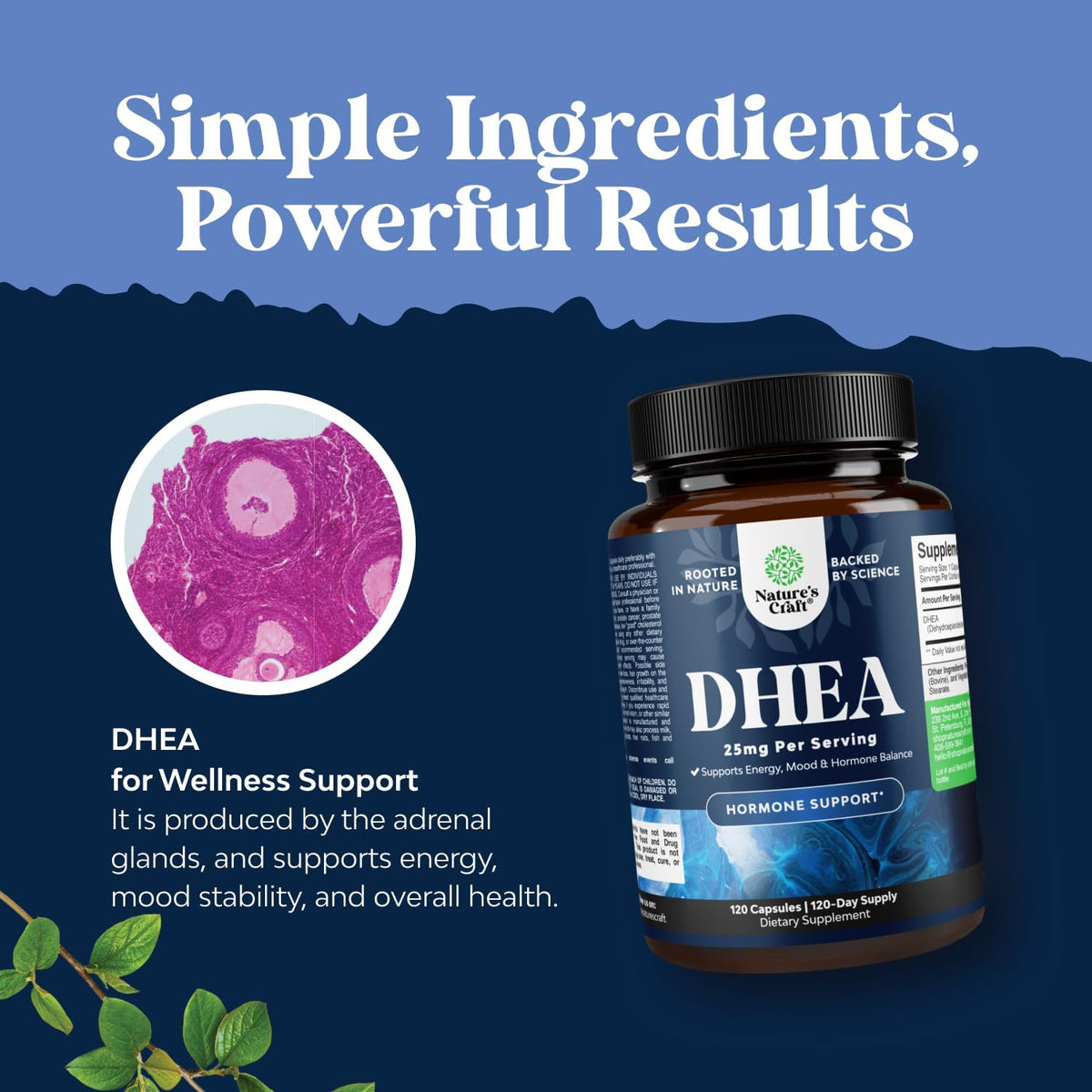 DHEA Food Supplement for Women & Men - 25mg Dehydroepiandrosterone - 120 Capsules - görsel 4