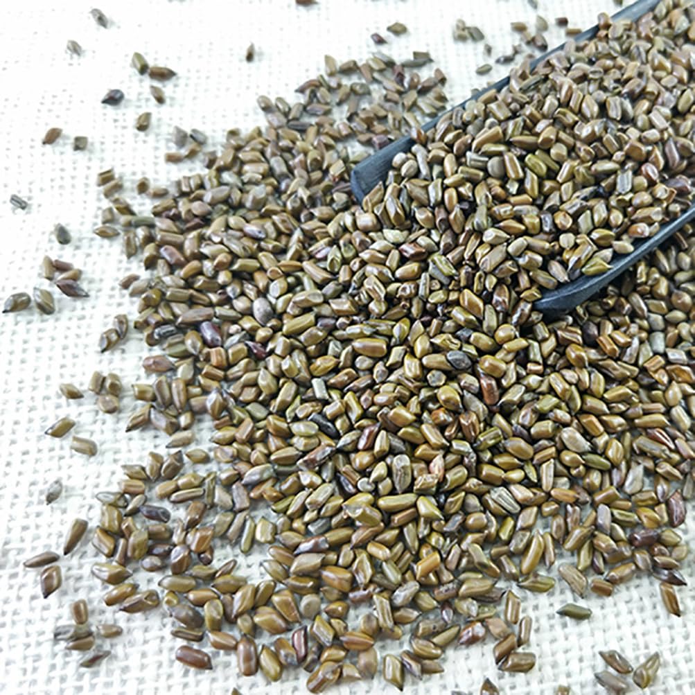 Semen Cassiae Jue Ming Zi (100g) - görsel 4