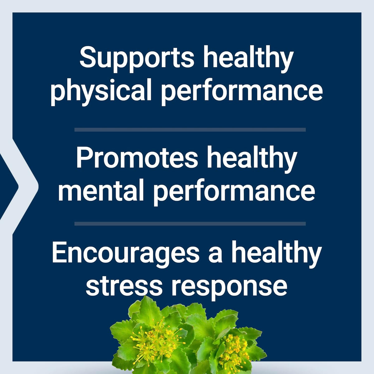 Life Extension Rhodiola Extract, 250 mg, 60 Capsules - görsel 4