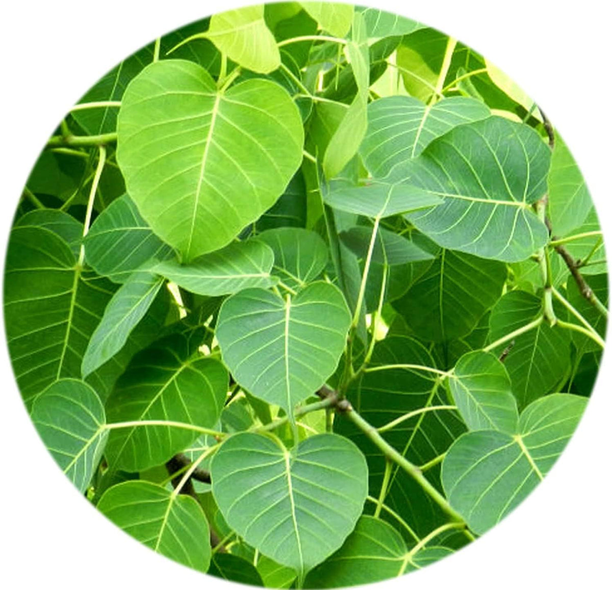 QURA Peepal Leaf Powder 100g - görsel 1