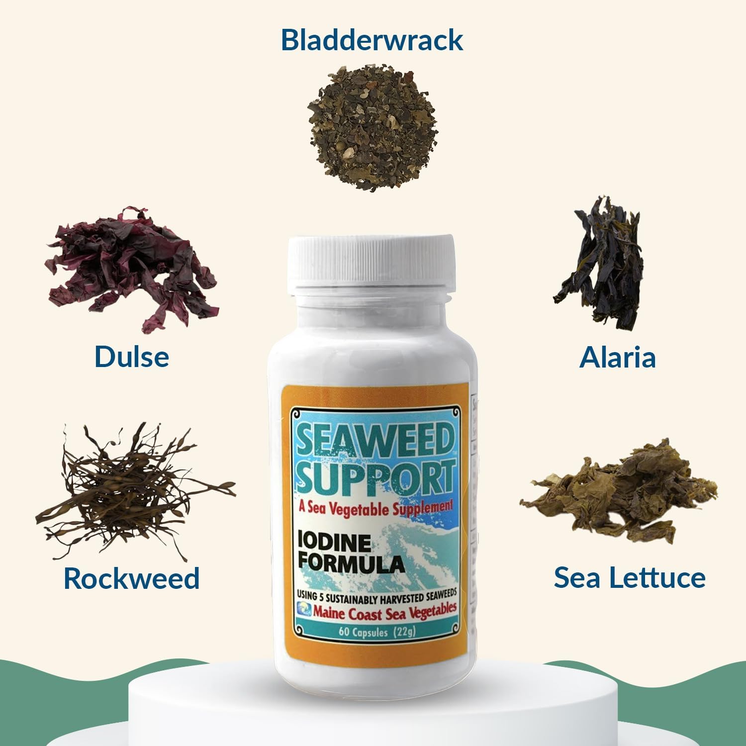 Maine Coast Sea Vegetables Seaweed Support Iodine Formula – Organic Seaweed Blend – 60 Capsules - görsel 3