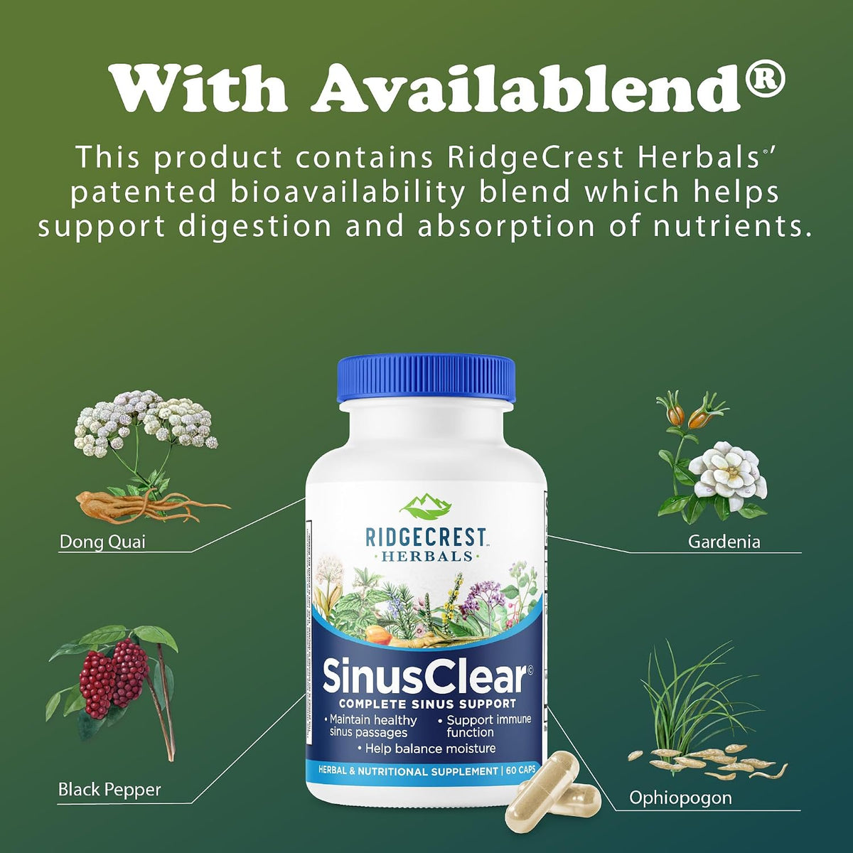 RidgeCrest Herbals SinusClear – Natural Sinus & Respiratory Support with Mullein, Bromelain, Vitamin C, and Zinc (60 Veg Caps) - görsel 6