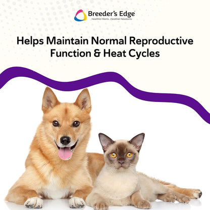 Breeder’s Edge B Strong Powder - B-Complex Supplement for Dogs and Cats, 300g