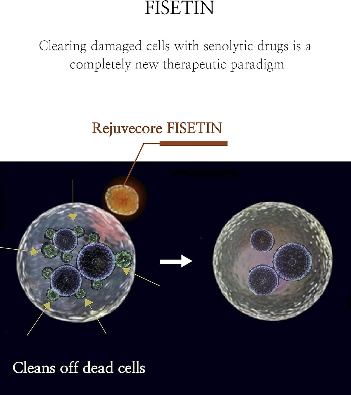 Rejuvecore Fisetin (60 Capsules) - Anti-Ageing Supplement with Bioperine - görsel 3