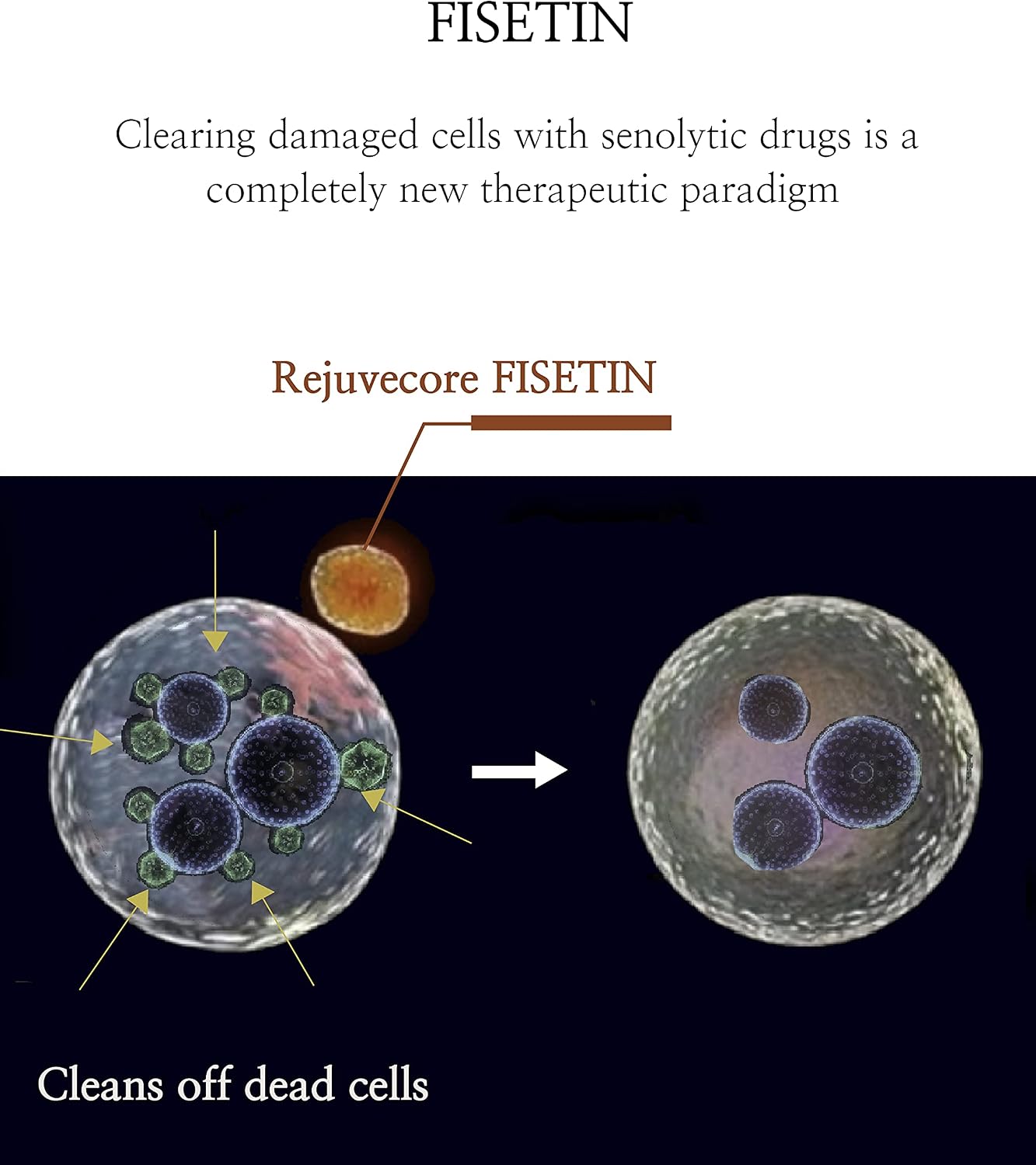 Rejuvecore Fisetin (60 Capsules) - Anti-Ageing Supplement with Bioperine - görsel 3