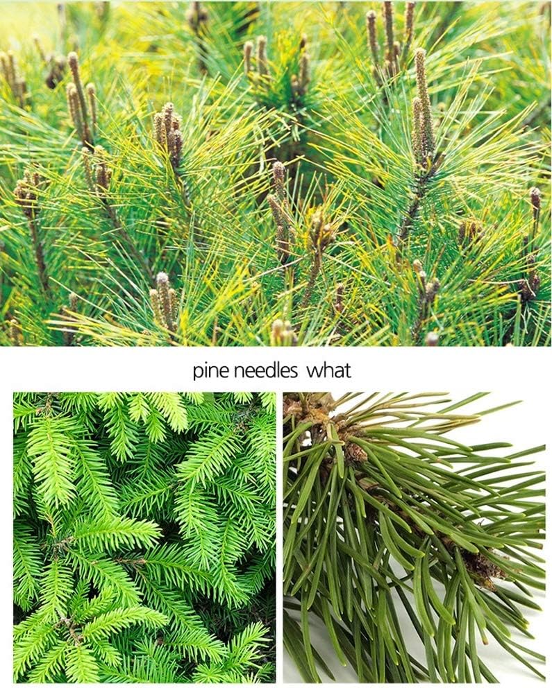 Organic Pine Needle Herb Extract Powder - 500g - görsel 2