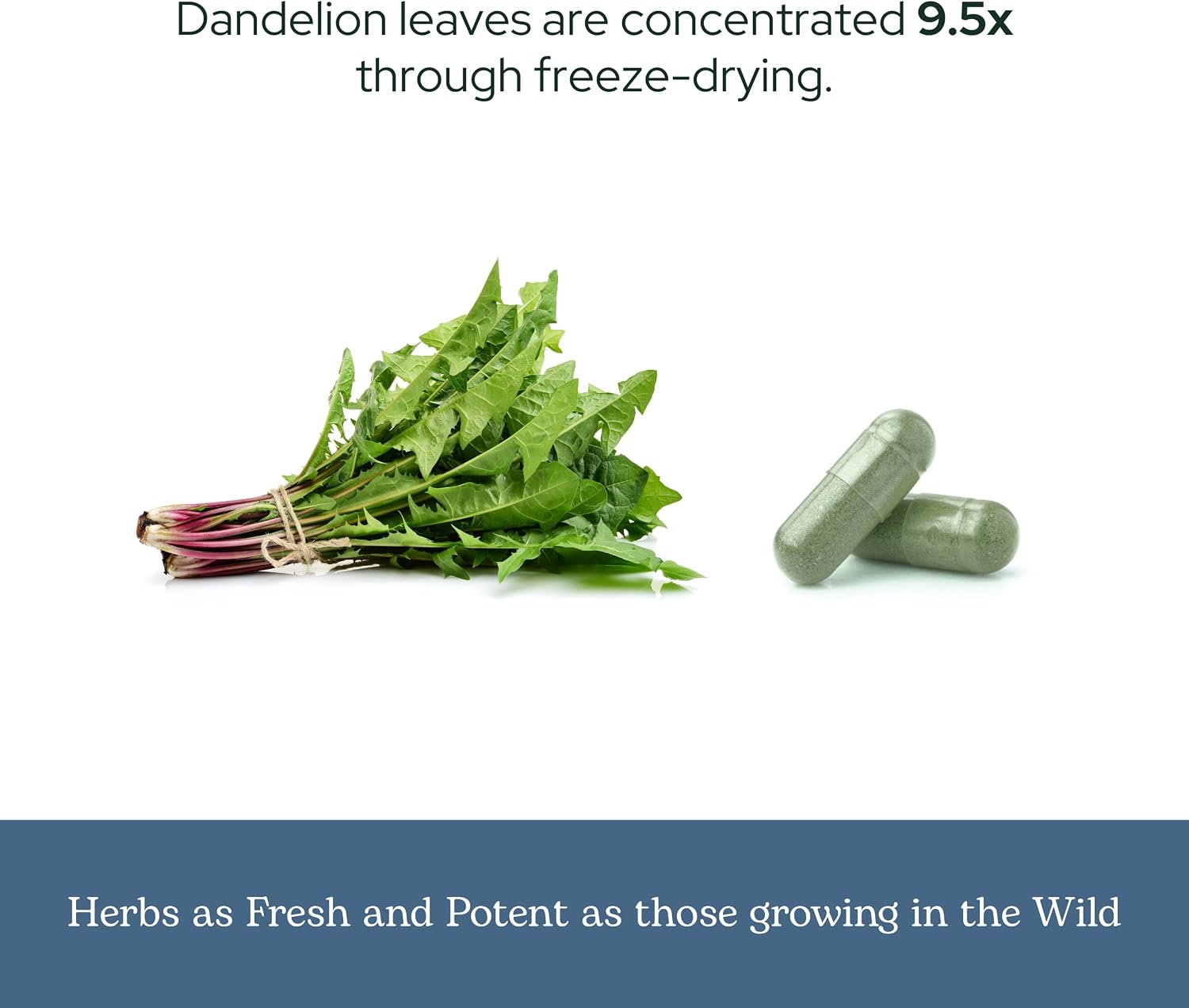 Eclectic Herb Organic Freeze-Dried Dandelion Leaf Capsules - görsel 6