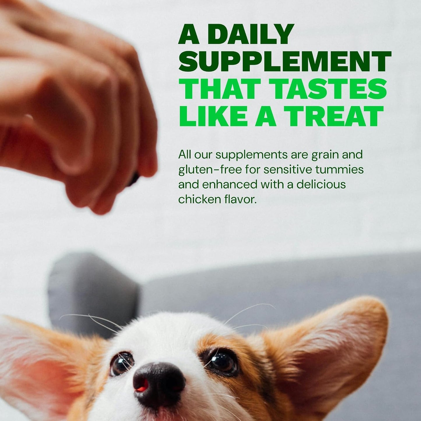 Get Joy Digestion Chews - Gut Health Supplement for Dogs with Prebiotics, Probiotics & Postbiotics, 90 Soft Chews - görsel 5