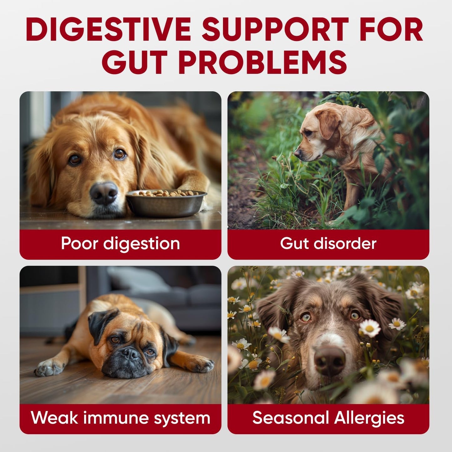 Pawzitive Pets Probiotics for Dogs - Digestive Health Chews with Enzymes - görsel 2