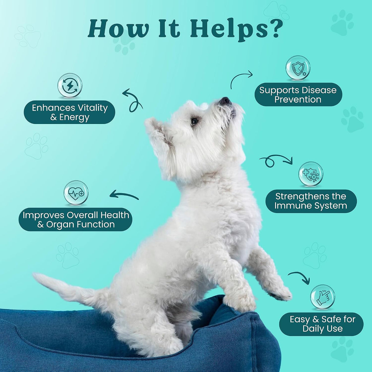 Doggie Herbs High Potency Immune Support – Critical Care Formula with Turkey Tail, Reishi & TCM Mushrooms + Herbs – Doctor Formulated Powder for Recovery, Vitality & Cellular Health 100g - görsel 4
