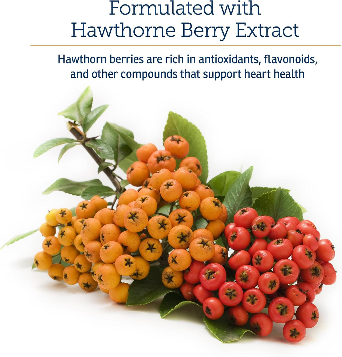 Rx Vitamins Formula CV - Hawthorn Berry Capsules with Taurine for Dogs & Cats - Heart Health Supplement with Magnesium and Potassium - 90 Capsules - görsel 5