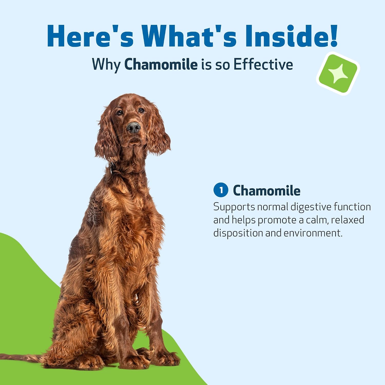 Pet Wellbeing Chamomile for Dogs - Organic Single Herb Supplement - Gentle Digestive Support, Holistic Calming - Pure Chamomile Extract - Vet-Formulated Liquid Wellness 2 oz (59ml) - görsel 6