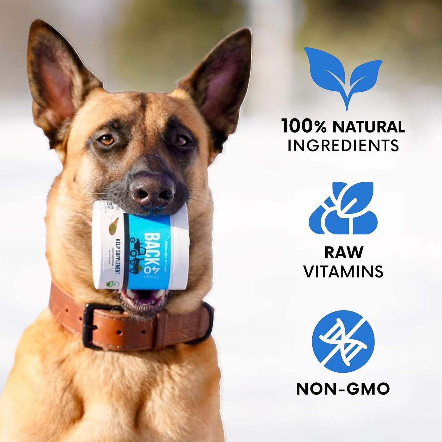 Organic Kelp Powder for Dogs, Dried Sea Kelp Supplement for Normal Thyroid Function, Dental Hygiene, Immune Support, Digestion, Skin & Coat – Iodine Rich – Multivitamin for Cats & Dogs – Made in the USA - görsel 8