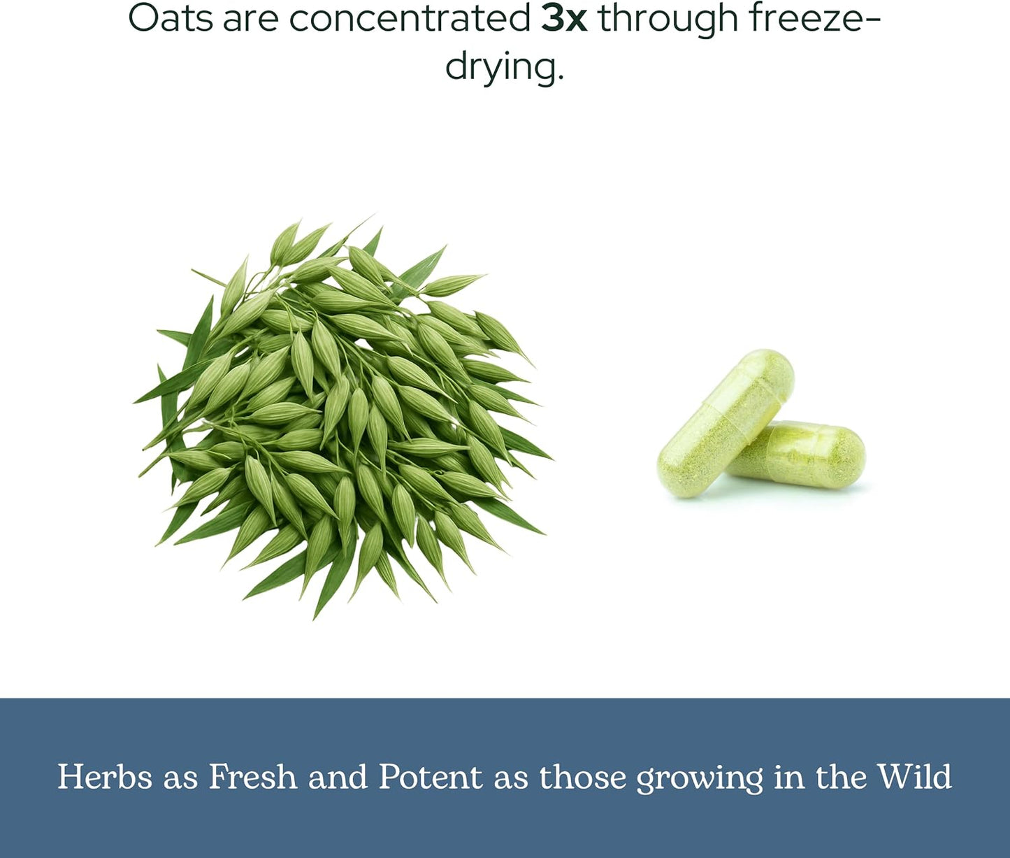 Organic Oats Capsules | Milky Green Oats Avena Sativa for Nervous System Support - görsel 6