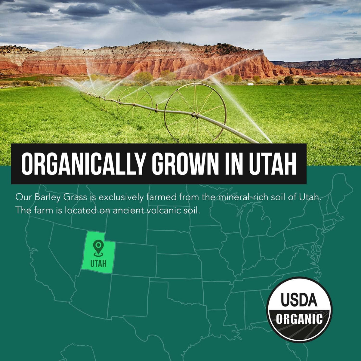 Organic Barley Grass Juice Powder - Grown in Volcanic Soil of Utah - Raw & BioActive Form, Cold-Pressed then CO2 Dried – Gluten-free, GMO free, Vegan - 150 g - görsel 6