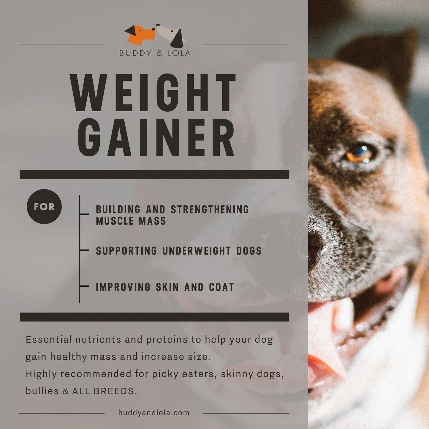 Buddy & Lola Dog Weight Gainer – Supplement for Weight Gain, Muscle Builder, High Calorie Food Topper - görsel 3
