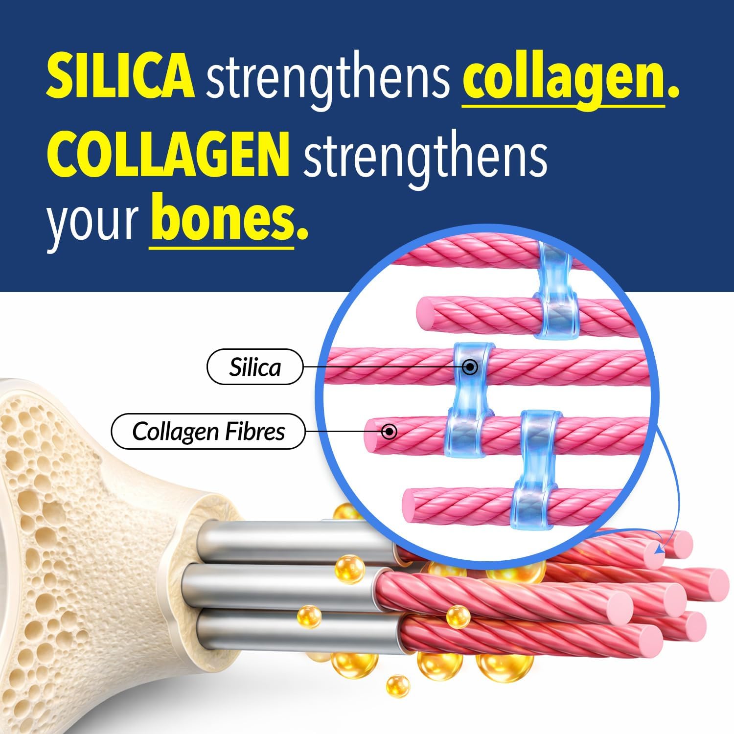 LABO Bioactive Silica 3-Pack – 99% Purity Rice-Derived Silica with Vitamin D3 & K2 for Bone Health, Joint Flexibility & Collagen Support – 90 Vegan Softgels - görsel 8