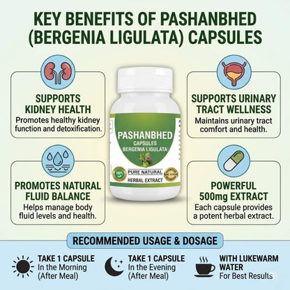 Pashanabheda (Bergenia ligulata) Powder Capsules - 500mg, 240 Vegetable Capsules