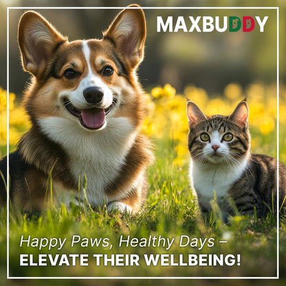 Natural Intestinal Defence Herbal Cleanser for Cats and Dogs – Broad Spectrum Gut Wellness & Digestive Support Liquid Drops by MaxBuddy
