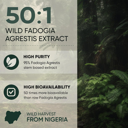 Jungle Powders Fadogia Agrestis Extract for Men - 50:1, 5 oz (141 g, 313 Servings)