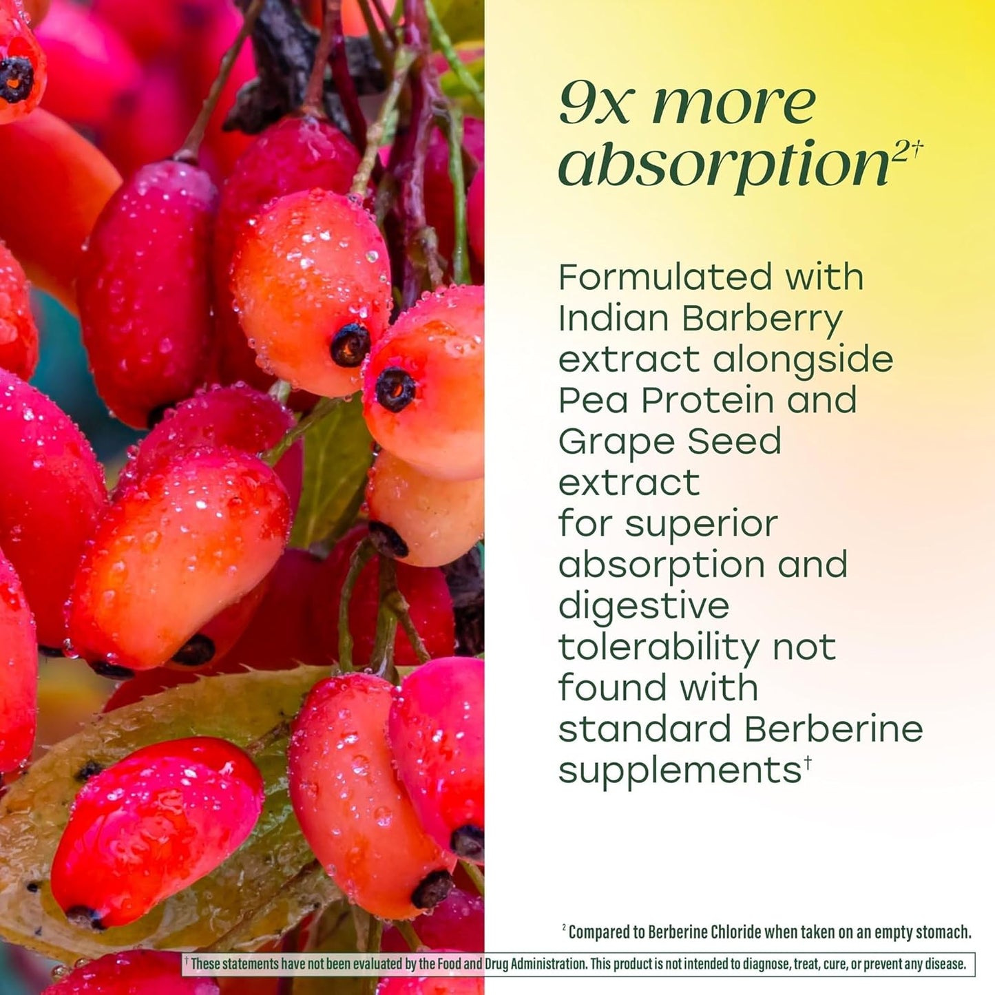 MegaFood Berberine Phytosome - 550mg, 1100mg Daily - 9x Absorption - Metabolism & Cholesterol Support - Vegan - 60 Capsules - görsel 3