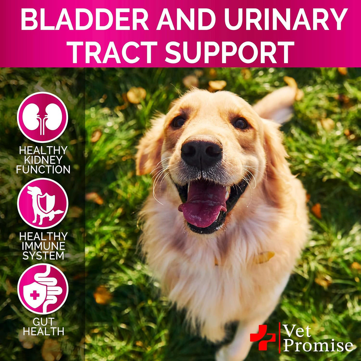 Dog UTI Chews - Advanced Cranberry Supplement for Dogs - görsel 4