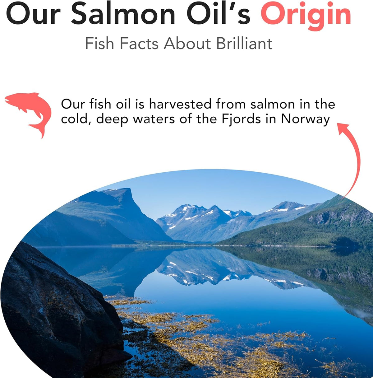 Brilliant Norwegian Salmon Oil for Dogs, Cats, Horses & Ferrets - Pure Omega 3, 6 & 9 Fish Oil Food Supplement for Natural Coat, Immune Support, Itchy Skin, Joint & Brain Health - 2x500 ml - görsel 6