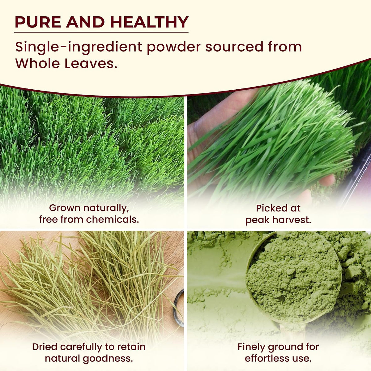 Wheatgrass Powder 454g - Certified Organic, Non-GM, Vegan - görsel 5