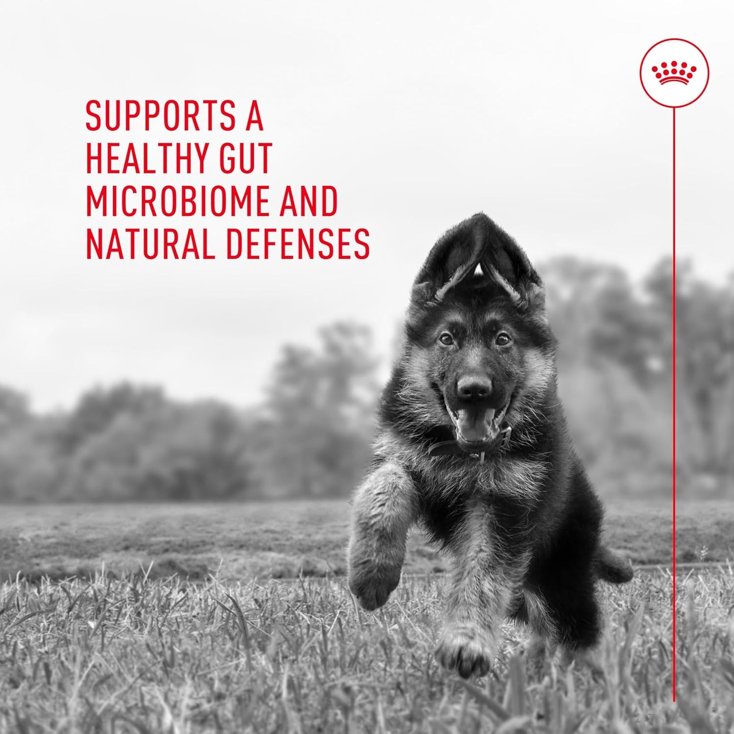 Royal Canin Probiotics for Dogs Digestive and Immune Health Powder Supplement for Dogs of All Ages, 7 Count - görsel 6