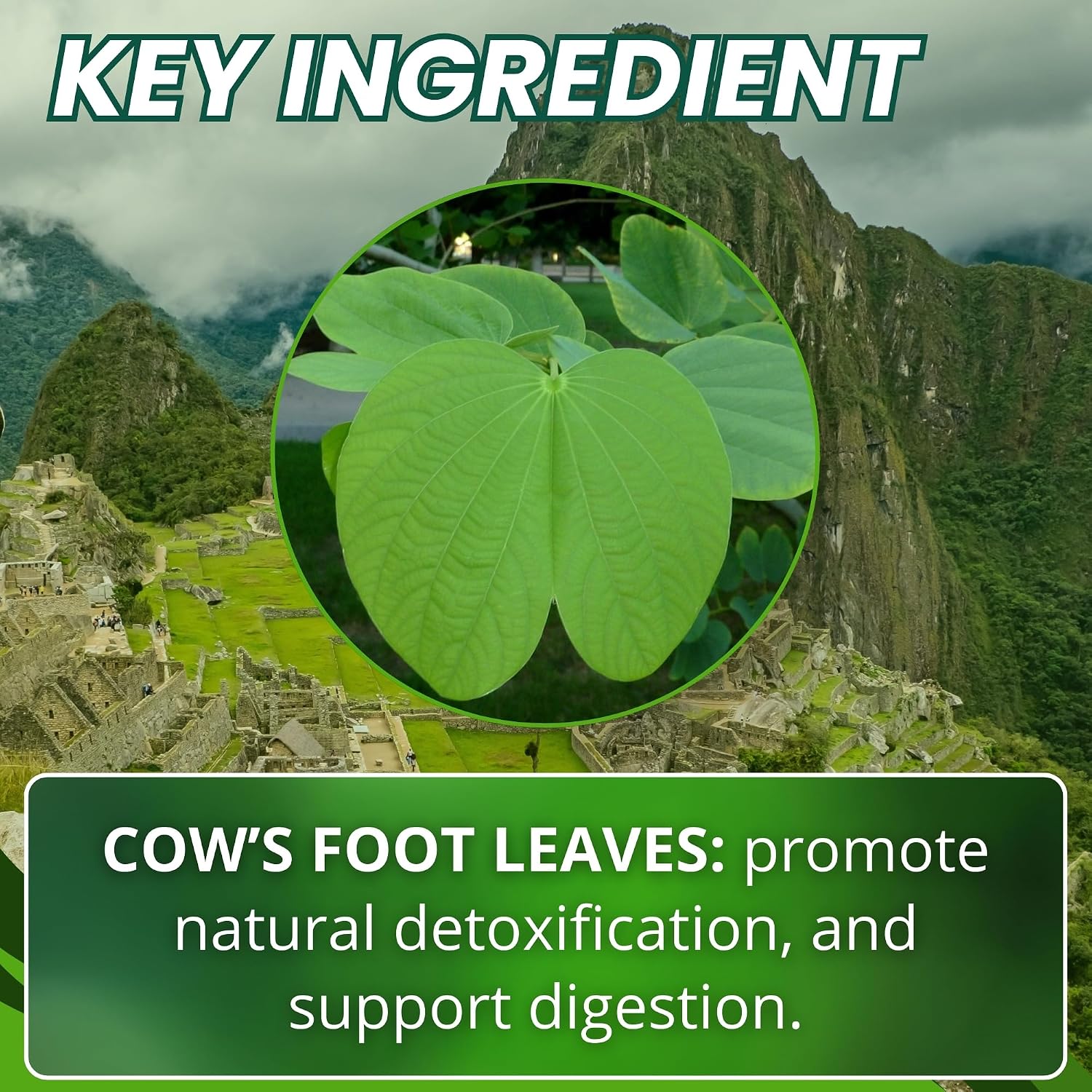 Hanan Pata de Vaca 100 Capsules – Pure Cow's Foot Leaves (Bauhinia forficata) for Detox & Digestive Support - görsel 4