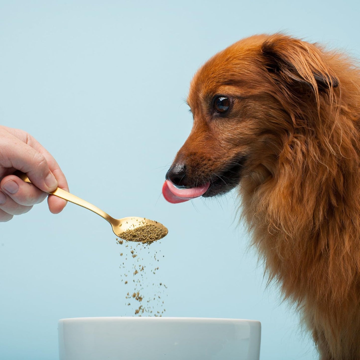 The Missing Link Pet Kelp Canine Probiotic - Organic & Limited Ingredient Formula for Digestive Health (227 g) - görsel 2