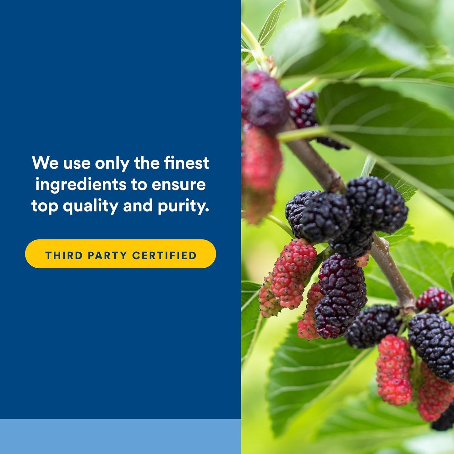 Natural Factors WellBetX Mulberry Extract - Herbal Antioxidant Support with Moranoline - 90 Capsules - görsel 5