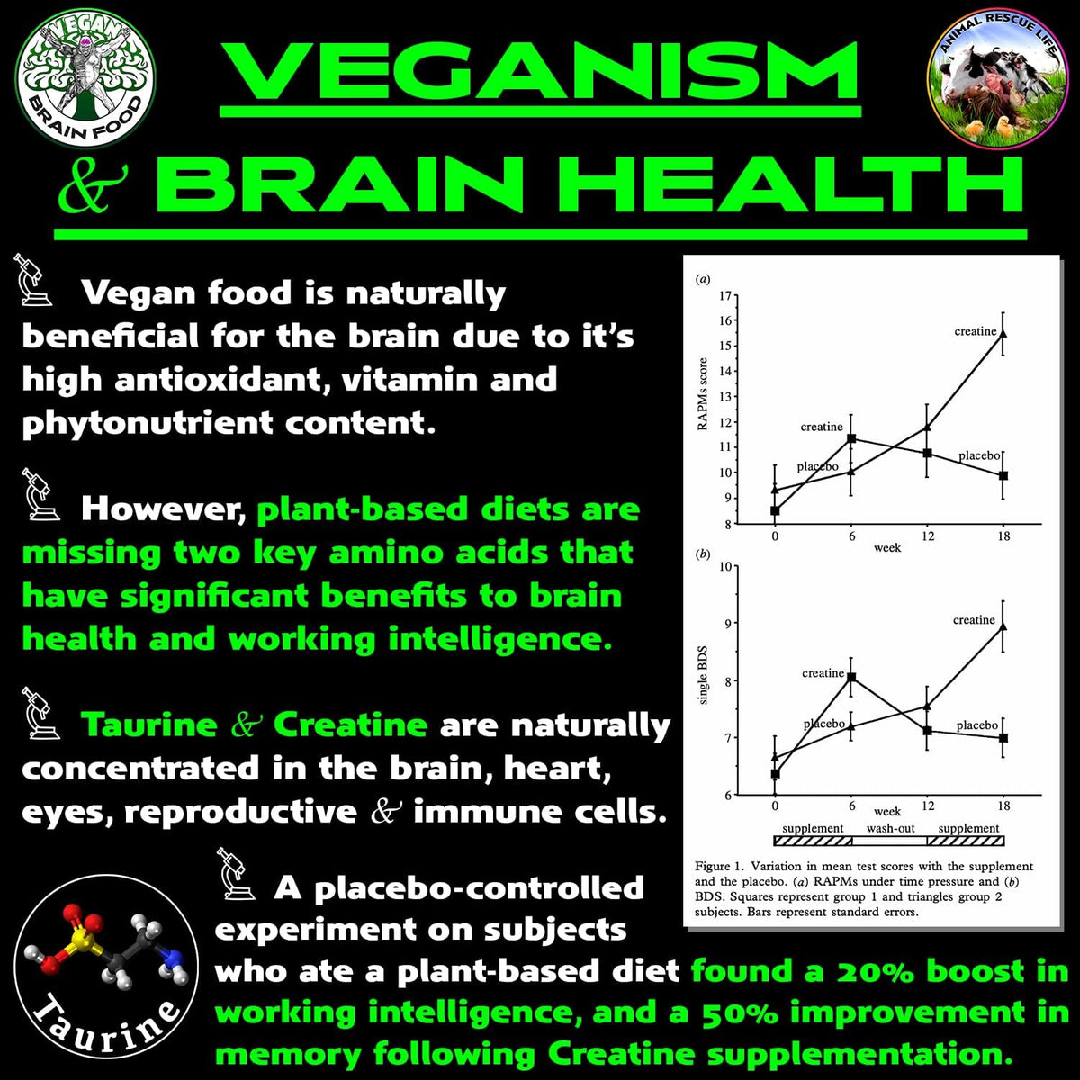 Vegan's Best Friend - Plant-Based Multivitamin Powder with Creatine & B12 (40 Servings) - görsel 6