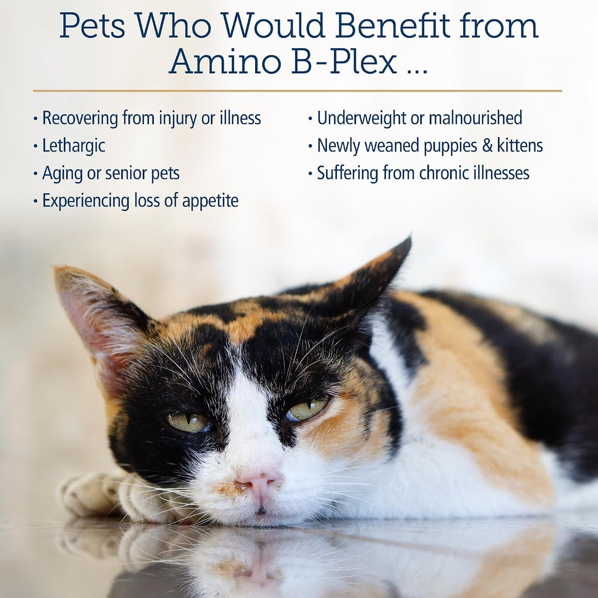 Rx Vitamins Amino B Plex Cat and Dog Supplement - Vitamin B Complex Liquid Plus Amino Acids - Appetite Stimulant and Weight Support - 120 ml - görsel 4