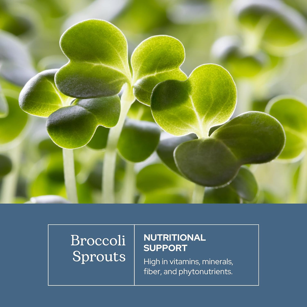 Organic Broccoli Sprouts – Freeze-Dried Superfood, 100 Capsules - görsel 3