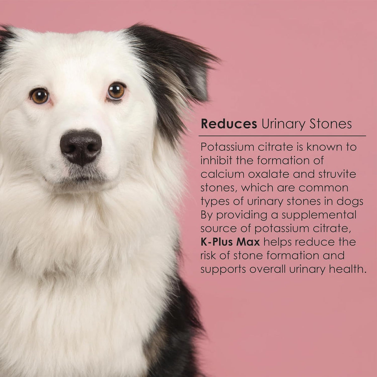 Urinary Tract Health Soft Chews for Dogs – Cranberry, DL-Methionine, Potassium Citrate – Supports Bladder and Kidney Health – 90 Chews - görsel 7